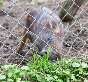 Temporary Dog Fence - Temporary Animal Enclosure