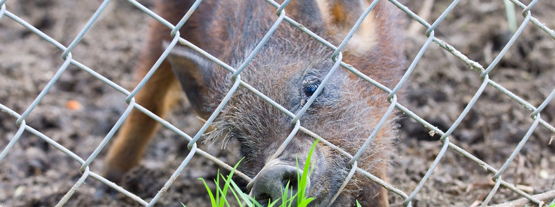 Temporary Dog Fence - Temporary Animal Enclosure