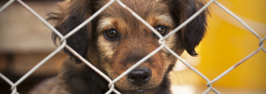 Temporary Dog Fence - Pet Adoption Fence