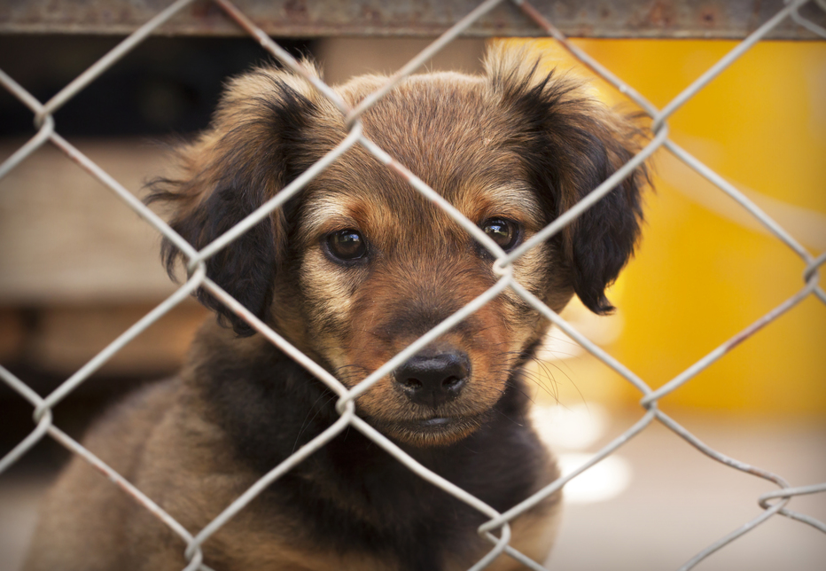 Temporary dog fence rental house top