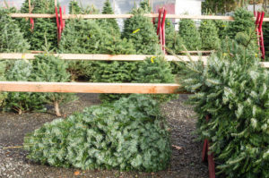 Christmas Tree Lot Fence Rental